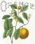 Picture of CLASSIC CITRUS VI