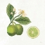 Picture of CLASSIC CITRUS III