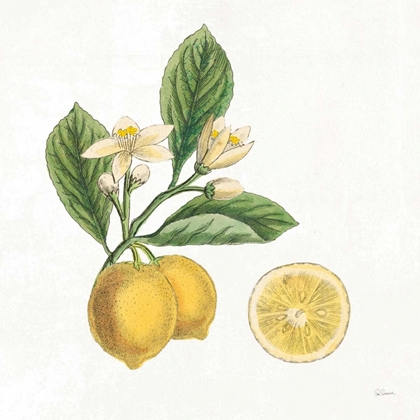 Picture of CLASSIC CITRUS I