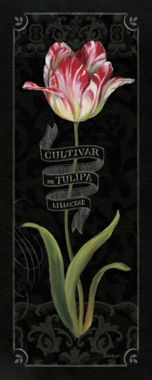 Picture of TULIPA BOTANICA III