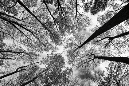 Picture of LOOKING UP I BW