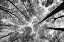 Picture of LOOKING UP I BW