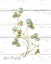 Picture of MY GREENHOUSE CLOVER LIVE SIMPLY