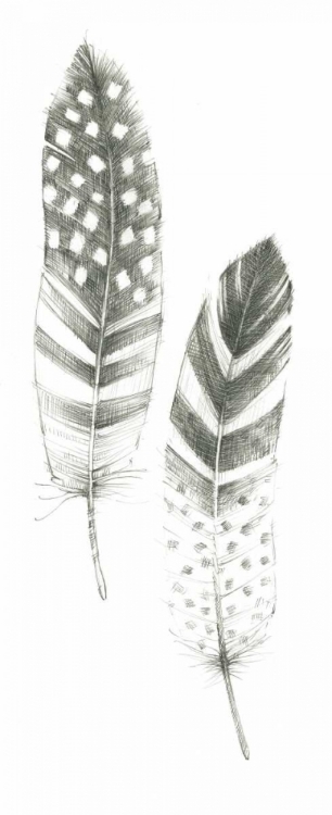 Picture of FEATHER SKETCHES VIII
