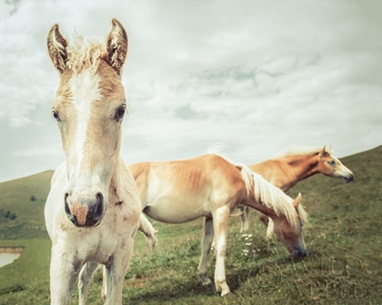 Picture of THREE BUDDIES