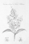 Picture of BOTANY BOOK XI
