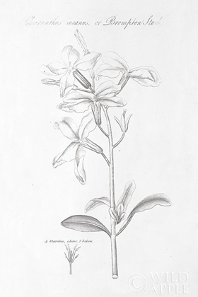 Picture of BOTANY BOOK IX