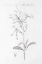 Picture of BOTANY BOOK IX