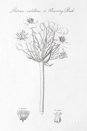 Picture of BOTANY BOOK VII