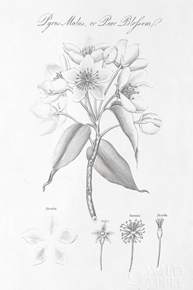 Picture of BOTANY BOOK VIII