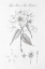 Picture of BOTANY BOOK VIII
