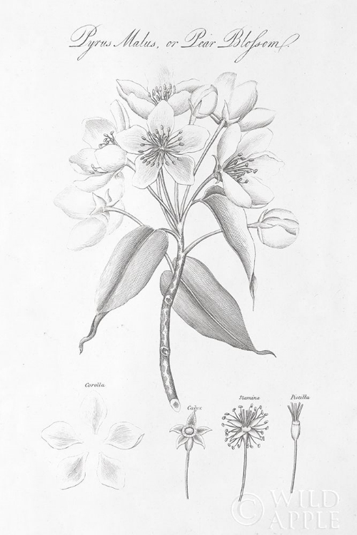 Picture of BOTANY BOOK VIII
