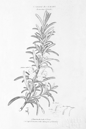 Picture of BOTANY BOOK VI