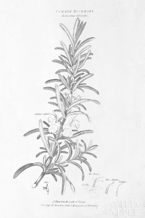 Picture of BOTANY BOOK VI