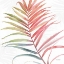 Picture of TROPICAL BLUSH VI