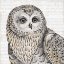 Picture of BEAUTIFUL OWLS II