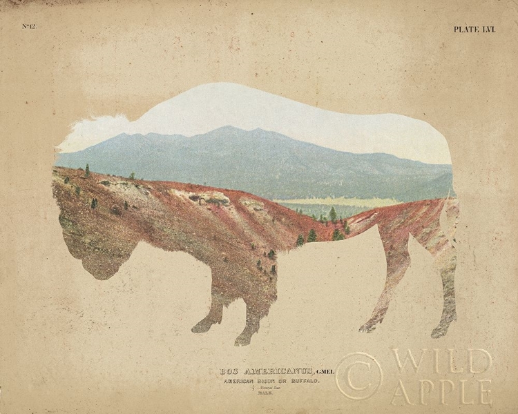Picture of AMERICAN SOUTHWEST BUFFALO DISTRESSED