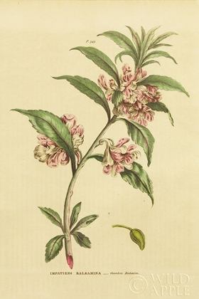 Picture of HERBAL BOTANICAL XXVI