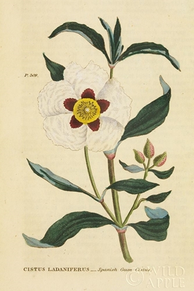Picture of HERBAL BOTANICAL XXVII