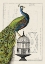 Picture of PEACOCK BIRDCAGE I