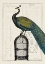 Picture of PEACOCK BIRDCAGE II