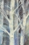 Picture of WINTER BIRCHES II