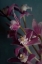 Picture of DARK ORCHID IV V.2