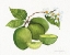 Picture of CITRUS GARDEN IV