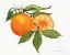 Picture of CITRUS GARDEN V