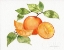 Picture of CITRUS GARDEN VIII