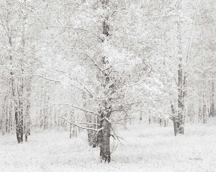 Picture of SNOW COVERED COTTONWOOD TREES