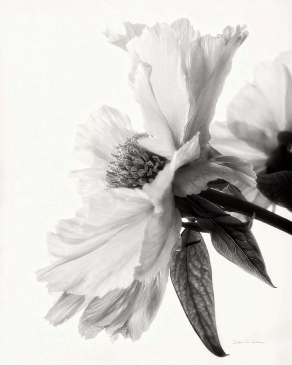 Picture of TRANSLUCENT PEONY IVBW