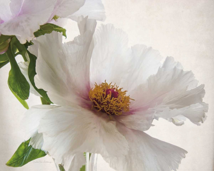 Picture of TRANSLUCENT PEONY VI