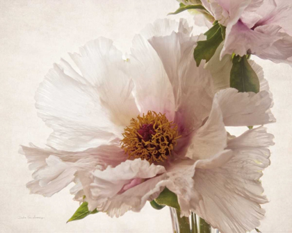 Picture of TRANSLUCENT PEONY V