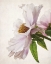Picture of TRANSLUCENT PEONY IV
