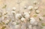 Picture of COTTON FIELD