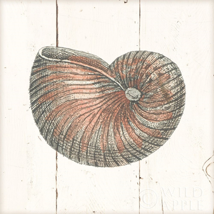 Picture of SHELL SKETCHES III SHIPLAP