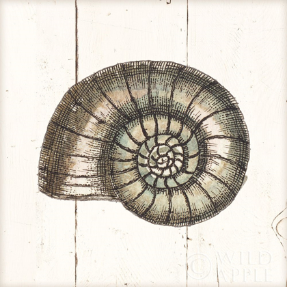 Picture of SHELL SKETCHES I SHIPLAP