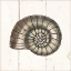 Picture of SHELL SKETCHES I SHIPLAP