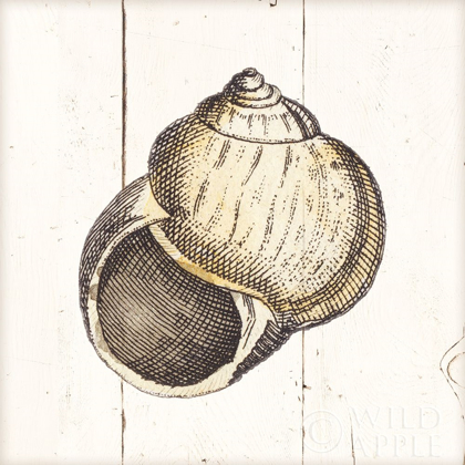 Picture of SHELL SKETCHES II SHIPLAP