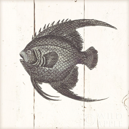 Picture of FISH SKETCHES IV SHIPLAP