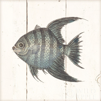 Picture of FISH SKETCHES II SHIPLAP