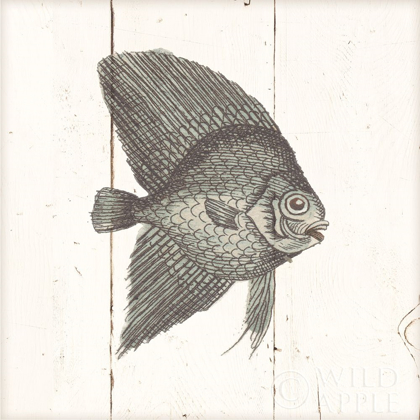 Picture of FISH SKETCHES III SHIPLAP