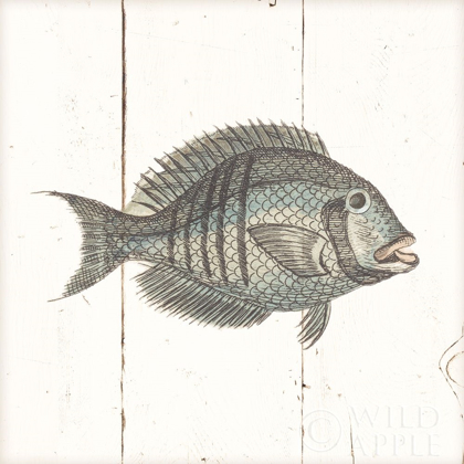 Picture of FISH SKETCHES I SHIPLAP
