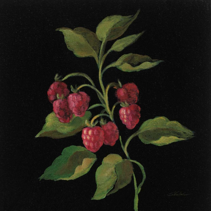 Picture of FRAMBOISE NO WORDS
