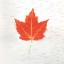 Picture of AUTUMN COLORS I