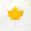 Picture of AUTUMN COLORS II