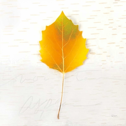 Picture of AUTUMN COLORS III