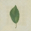 Picture of FOREST LEAVES III NO LINES