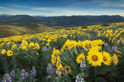 Picture of METHOW VALLEY WILDFLOWERS IV